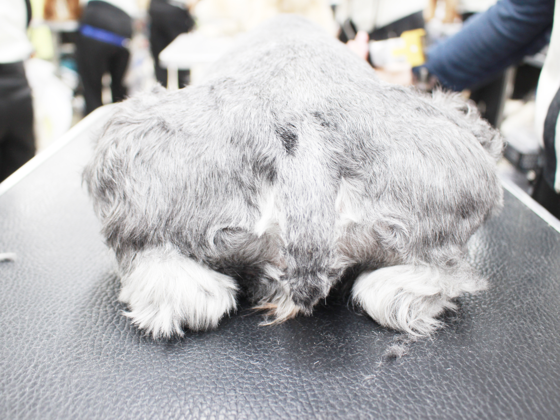 お客様の愛犬、うとうとシリーズ！
